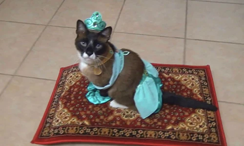 Kỳ thú công chúa mèo tập bay trên tấm thảm