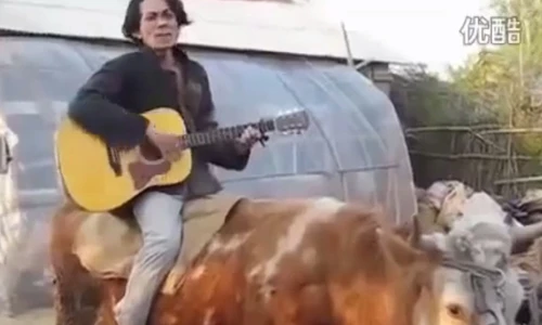 Cưỡi bò, hát "Baby" theo phong cách Justin Bieber cực hài