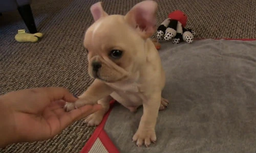 Chú cún con dễ thương nhất quả đất