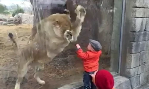 Phát hoảng em bé liều lĩnh trêu sư tử 