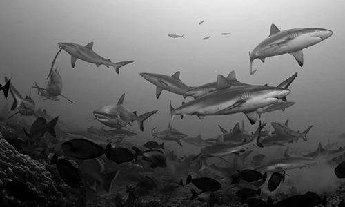 Thợ lặn liều lĩnh bơi theo hàng trăm cá mập trong đêm