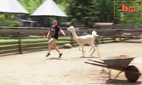 Lạc đà trắng nổi điên truy đuổi người như phim 