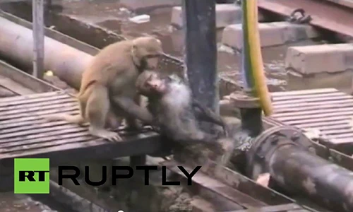 Choáng: Cứu sống đồng loại bị điện giật nhờ... dìm xuống nước