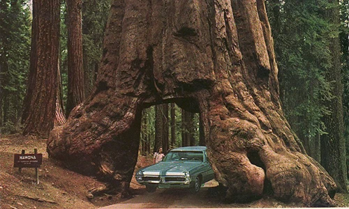 Ô tô đi xuyên gốc cây một cách khó tin