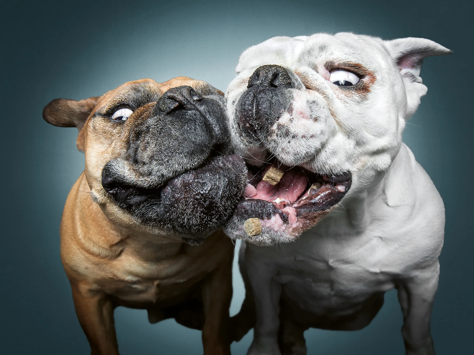 Hài hước loạt ảnh các chú chó tranh nhau đồ ăn 