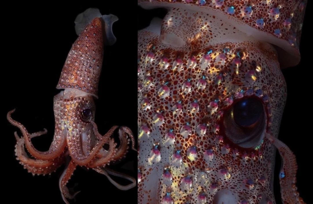 Vẻ đẹp siêu thực của loài mực sở hữu cái tên đặc biệt
