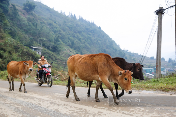 Nhiều đàn bò cũng được người dân đưa về vùng thấp hơn.