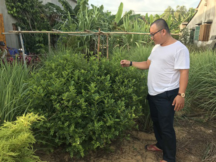 Tuổi thọ trung bình của cây sọ chó là 2-3 năm, điều đó có nghĩa người trồng có thể thu hoạch lá suốt thời gian này.