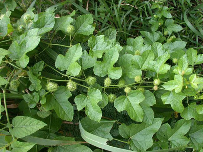 Rau chùm bao tươi có giá 100.000 đồng/kg còn loại phơi khô thì giá đắt hơn.