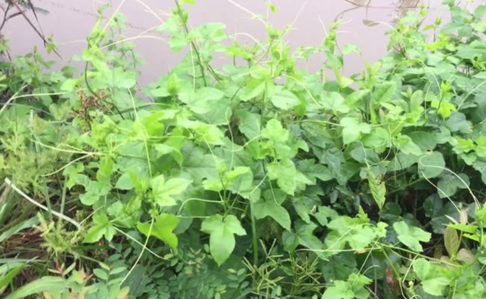Cây chùm bao còn gọi là cây lạc tiên, mọc dại ở hàng rào, bên bờ suối.