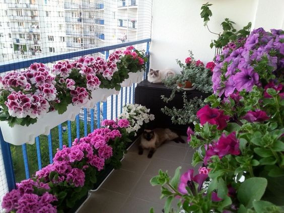 Lưỡi hổ, sen đá, hương thảo… và một số loại rau cũng là một lựa chọn phù hợp.