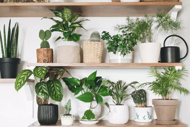 4. Sử dụng các loại kệ. Dùng kệ để đặt chậu cây là lựa chọn phù hợp cho những ai yêu thích phong cách hiện đại, đó có thể là kệ gỗ, kệ sắt hoặc kệ kim loại. Kệ có thể được đặt gần tường hoặc phía giữa ban công, tạo ra điểm tập trung sự thu hút.