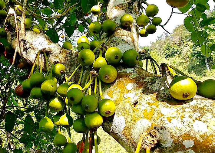 Thời kỳ đậu quả từ tháng 5 đến tháng 8 hàng năm.