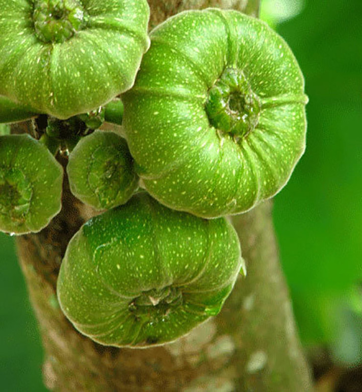 Ở Huế còn có một số cơ sở chế biến quả vả thành loại trà độc đáo, đó là trà vả.