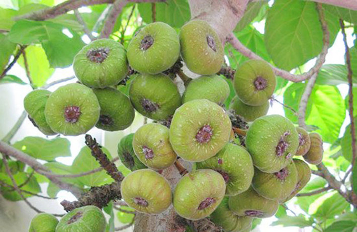  Quả vả có tên khoa học là Ficus auriculata, là một loại cây thuộc họ dâu tằm và có họ hàng với sung