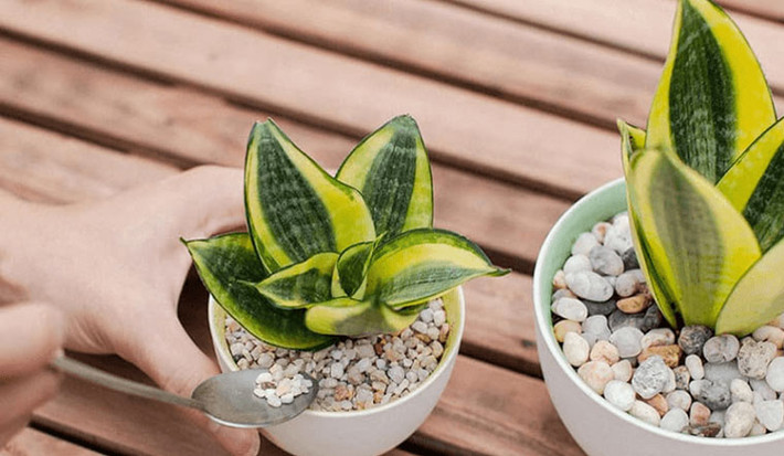 Hoa của nó mọc từ thân cây, khi ta nhìn thấy một chồi xanh xuất hiện từ cái lá thì có nghĩa nó đang từ từ nở hoa. Hoa của cây lưỡi hổ không dễ thấy, nó có màu xanh nhạt, mùi thơm rất nhẹ.