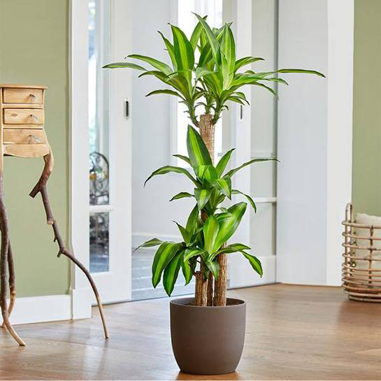 Hoa của cây thiết mộc lan có màu trắng hoặc nâu tím, mọc thành từng chùm to dài và có mùi hương thơm dịu nhẹ, giúp nhà cửa luôn thơm tho, gia chủ duy trì tinh thần thoải mái, an nhiên.