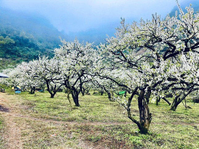 Năm nay, hoa mận bung nở ở thung lũng Mu Náu, Nà Ka, bản Pa Phách, rừng mận Ngũ Động Bản Ôn ... thu hút đông đảo du khách từ khắp các nơi đến chiêm ngưỡng.