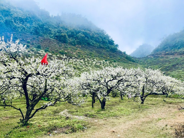 Nằm cách Hà Nội gần 200km, Mộc Châu được xem là một trong những địa điểm du lịch hấp dẫn ở miền Bắc, đặc biệt vào mùa hoa mận dịp đầu năm.