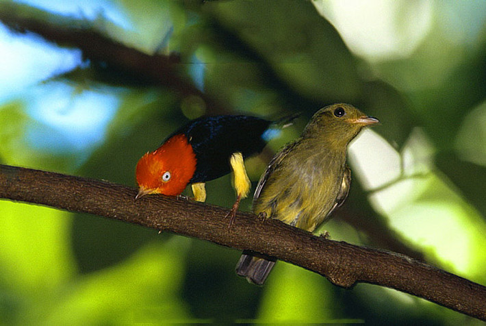 br/> Manakin đực mũ: Manakin đực mũ đỏ nổi bật đã giành được danh hiệu chim đi trên mặt trăng vì điệu nhảy tán tỉnh ấn tượng của nó. Con đực tập hợp thành một nhóm gọi là lek.
