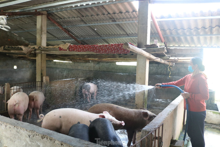 Ông Quỳnh khuyến cáo người dân nên tập trung công tác phòng chống dịch bệnh, tiêm phòng đầy đủ các loại vắc xin cho đàn lợn để không bị thiệt hại kép do giá thấp và dịch bệnh bùng phát. Cải tiến, nâng cao chất lượng con giống để tăng năng suất, chất lượng sản phẩm. Áp dụng các công thức phối trộn để tận dụng nguồn nguyên liệu sẵn có của địa phương (ngô, lúa, cám ngô, đậu tương, khô dầu lạc, cá ...) và các phụ phẩm (rau, củ) làm thức ăn chăn nuôi lợn nhằm giảm chi phí thức ăn công nghiệp, tăng hiệu quả kinh tế trong chăn nuôi.