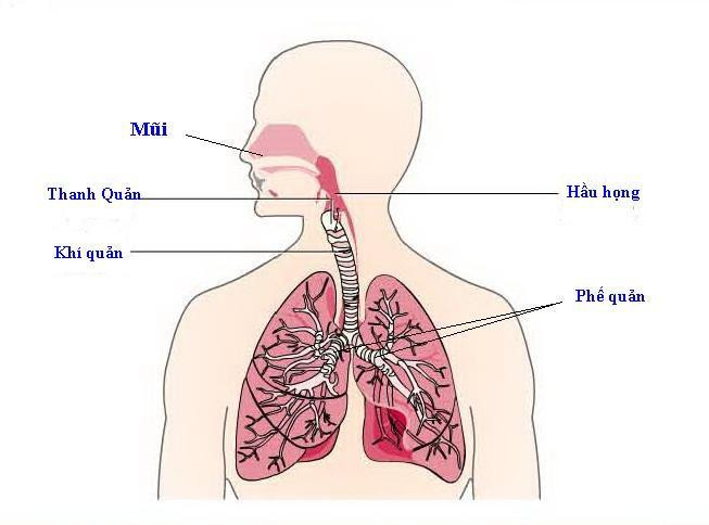 9. Ung thư khí quản: là một bệnh ác tính hiếm hoi mà đôi khi được phân loại ngang với ung thư đầu cổ.