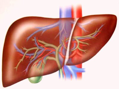 8. Các bệnh như viêm gan mãn tính, xơ gan và nhiễm virus có thể gây giảm khả năng miễn dịch của cơ thể, cũng có liên quan đến tỷ lệ mắc bệnh ung thư miệng.