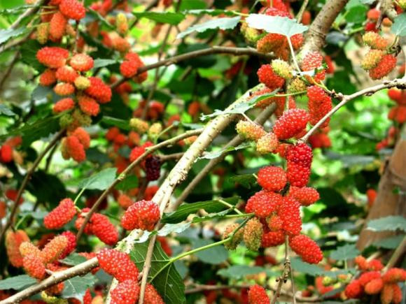 Cây dâu tằm: Dâu tằm là loại cây được con người sử dụng để xua đuổi những điều đen đủi. Thế nhưng, nếu trồng loại cây này trong nhà hoặc trước cửa nhà thì dễ tác động xấu đến vận khí của gia đình.