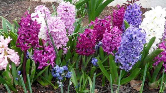 Dạ lan hương: Dạ lan hương có thể khiến bất kỳ ai cũng thích thú vì vẻ đẹp tươi mới và đầy màu sắc của chúng. Nhiều người thường đặt một lọ dạ lan hương để trang trí mà không hề biết đây là loại cây không nên trồng trong nhà.