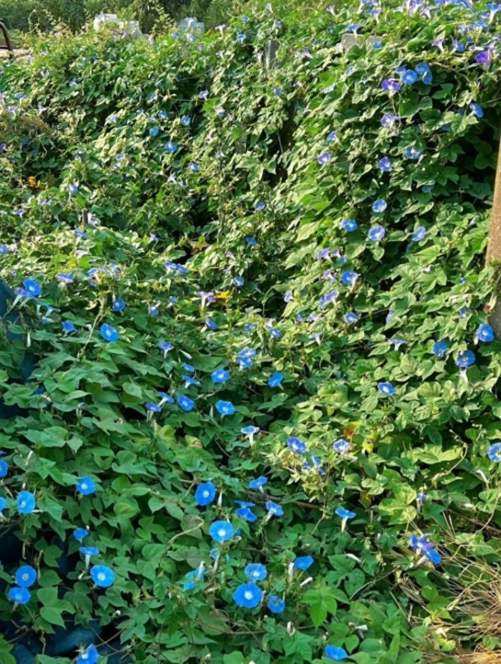 1. Bìm bìm: Bìm bìm (Impomoea cairica) là loại dây leo ưa ẩm và ánh sáng thường mọc hoang ở nơi bụi và bờ rào. Hoa bìm bìm có nhiều màu sắc, đặc biệt là màu xanh tím biếc rất đẹp và bắt mắt.
