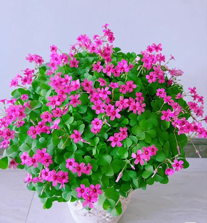 5. Chua me đất: Cây cảnh này là cây bao phủ mặt đất, có khả năng thích ứng và sức sống mạnh mẽ. Có rất nhiều loại chua me đất với những chiếc lá xanh tươi và hoa màu vàng, hồng, tím, trắng... xinh đẹp.