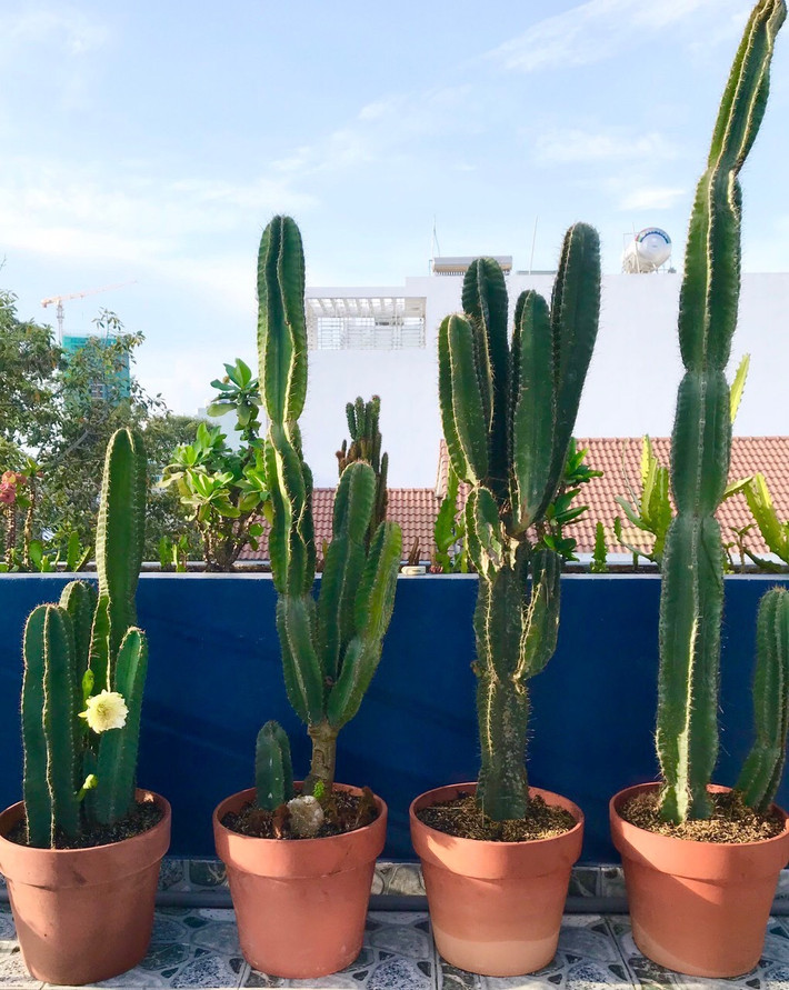 Đôi khi, xương rồng nở hoa được coi là điềm lành vì hoa mang năng lượng tốt nhưng không đủ sức để át đi năng lượng tiêu cực của những chiếc gai nhọn.