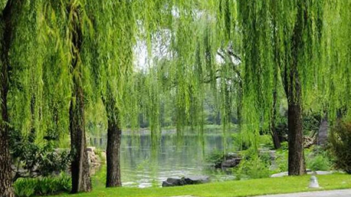 Mặt khác, từ xưa, ông cha ta luôn lấy cây liễu để so sánh với những người con gái có số phận lênh đênh, không may mắn.