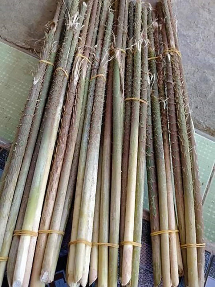 Từ bao đời nay, người dân dùng dây mây để bó buộc hoặc làm đồ thủ công mỹ nghệ.
