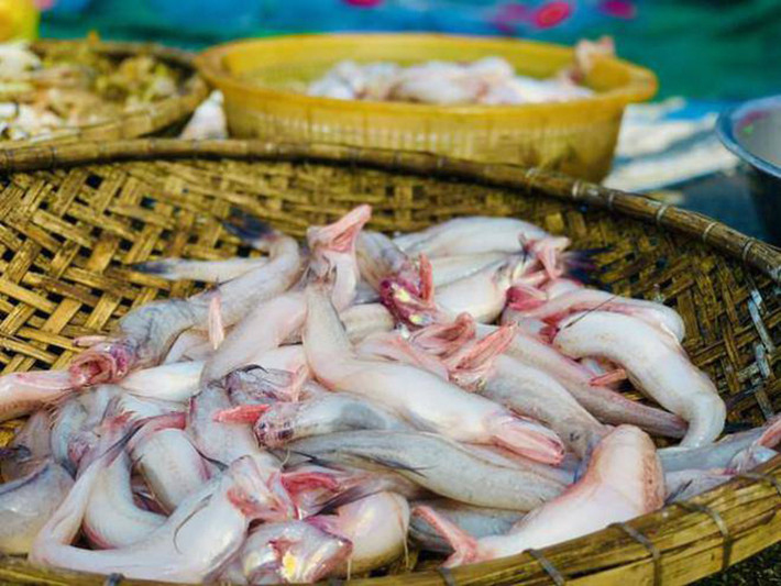 Mùa cá khoai bắt đầu từ tháng 2 đến tháng 9 năm sau.