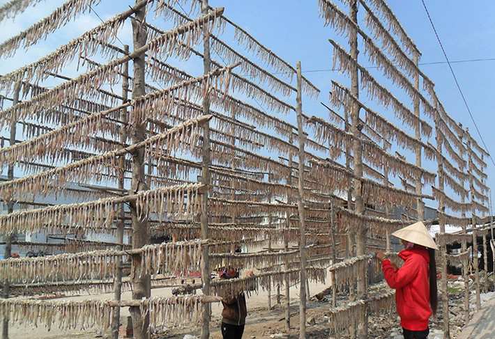 Muốn con cá khoai khô ngon, đạt chuẩn thì phải phơi vào những ngày trời nắng ráo. Nếu không đủ nắng cá sẽ bị đen, có vị đắng.