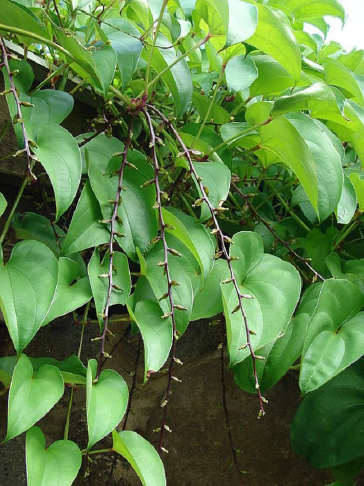 Thay vì việc lên rừng đào mang về ăn, giờ đây nhiều hộ dân đã mang về trồng đem lại thu nhập cho người dân.