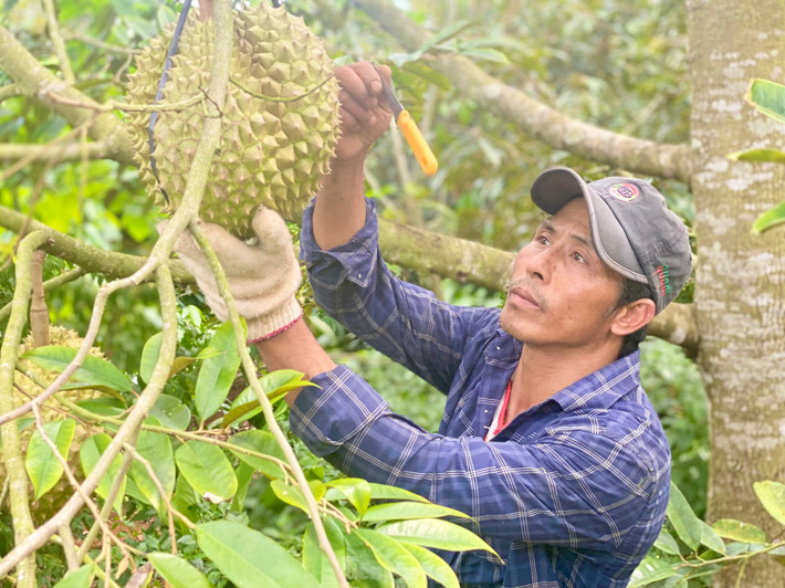 Theo ông Nam, sầu riêng chỉ cần ngửi mùi thấy thơm là biết trái đã chín nhưng cái tài của người hái là phải biết thẩm định quả từ lúc chưa ngửi thấy mùi thơm. Gõ dao lên trái nghe “bộp bộp” như trống tức là trái đã bắt đầu chín, phải hái để tiêu thụ ở thị trường gần nhằm bảo đảm chất lượng khi đến tay người tiêu dùng; khi gõ nghe chát, đanh cứng “coong coong”, “boong boong” nghĩa là trái sầu riêng chưa chín, thợ hái phải hiểu được trái già đủ độ để cắt hay chưa.