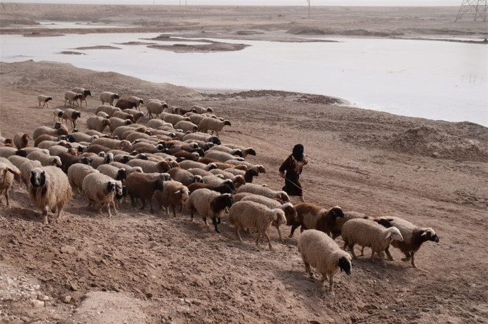 Basra ở Iraq từng là nơi có khí hậu tương tự như miền nam châu Âu. Sông Shatt al-Arab đầy nước đã giúp duy trì sự sống quanh những vùng đầm lầy rộng lớn và nuôi sống hàng triệu cây cọ, mang lại thu nhập cho nhiều người từ việc trồng và bán chà là. Nhưng giờ đây, do hậu quả của khí hậu, nhiều năm chiến tranh, việc khai thác dầu đã buộc nông dân phải rời bỏ vùng đất này. Nước mặn xâm nhập vào đất liền do số lượng đập gia tăng, phần lớn đất đai màu mỡ và đầm lầy của Iraq xưa kia giờ đã trở thành sa mạc.