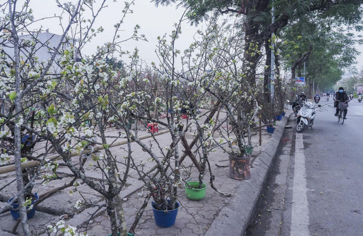 Ghi nhận vào dịp này, sau Tết Nguyên đán 2023 trên nhiều tuyến phố ở Hà Nội được tiểu thương bày bán hoa lê la liệt.