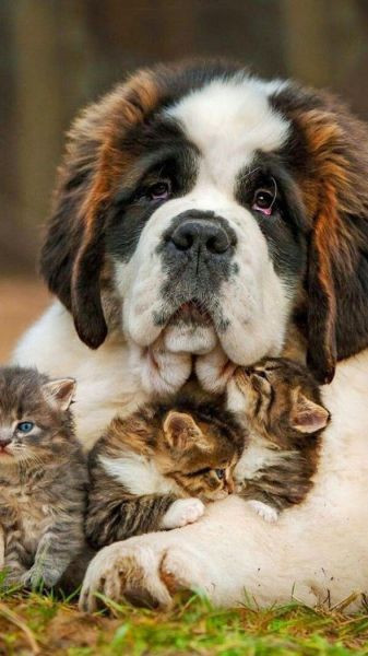 Làm mẹ bất đắc dĩ.