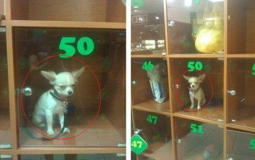 Mau thả em ra với!