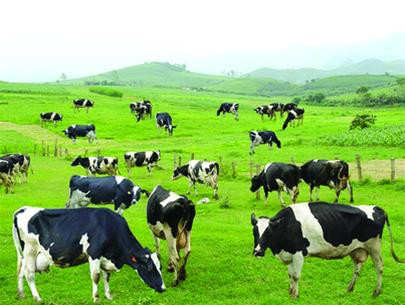 Trẻ sơ sinh không thể dễ dàng tiêu hóa sữa bò, đó là lý do tại sao các chuyên gia khuyên bạn nên chờ đợi cho đến khi bé 1 tuổi.