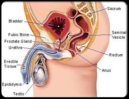 Ung thư tinh hoàn thường xảy ra ở nam giới tuổi từ 20 đến 39. Bất kỳ sự thay đổi trong kích thước tinh hoàn, chẳng hạn như sự tăng trưởng hay co rút, sưng hoặc nổi cục, cảm giác nặng nề trong bìu là triệu chứng bạn không nên bỏ qua.