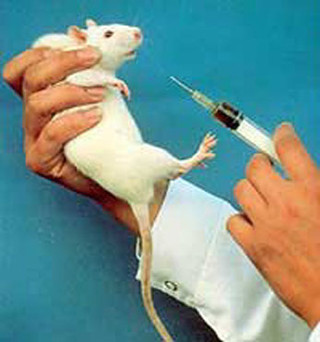 Các nhà khoa học đã tiêm các hạt nano vào máu những con chuột mắc chứng ung thư. Kết quả cho thấy không có phản ứng bất lợi với thuốc tiêm, chứng minh việc khắc phục thành công vấn đề với độc tính của sắt.