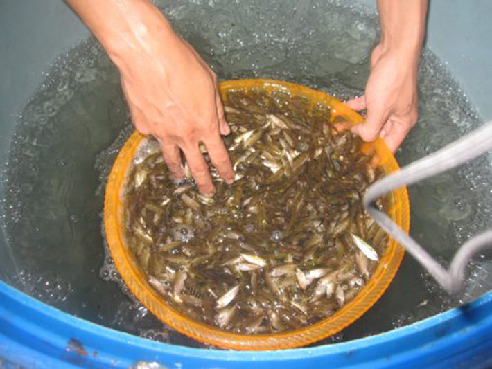 Địa hình Huế nằm tiếp giáp với biển Thuận An nơi có rất nhiều cá rò sinh sống. Vì thế, cá rò là một đặc sản nổi tiếng ở Huế.