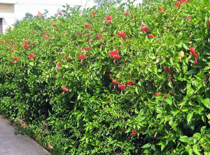 Ở Việt Nam, từ lâu cây dâm bụt đã trở nên vô cùng quen thuộc, đặc biệt là với trẻ em vùng nông thôn.