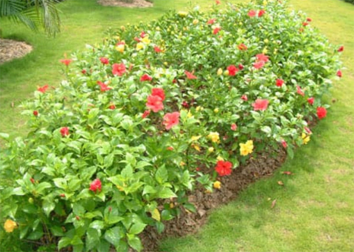 Ở thành phố, một số địa điểm bán rau dâm bụt với giá 50.000-90.000 đồng/kg.