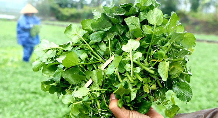 Rau liệt, tên phổ thông là xà lách xoong, được người dân xã Gio An trồng nhiều đời nay, nhưng không ai nhớ rõ có từ khi nào.