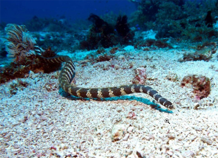 Ở vùng biển Okinawa, Nhật Bản có một loài rắn độc cực kỳ nổi tiếng. Đó là Umihebi hay còn được gọi là rắn biển.